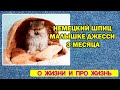 Немецкий шпиц | Малышке Джесси  3 месяца