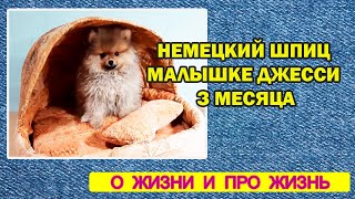 Немецкий шпиц | Малышке Джесси  3 месяца