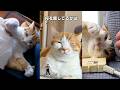 猫飼ってる人にしかワカラナイ７連発