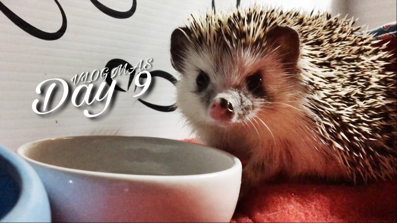 Munching Hedgehog & Tenrec Dry Skin (Vlogmas 9) YouTube
