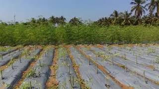 MORINGA LEAF HARVESTING
