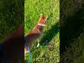 夏休み　虫とり　JUMP！　柴犬　えいと