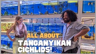 Introduction to Tanganyikan Cichlids! Planning my New African Cichlid Setup