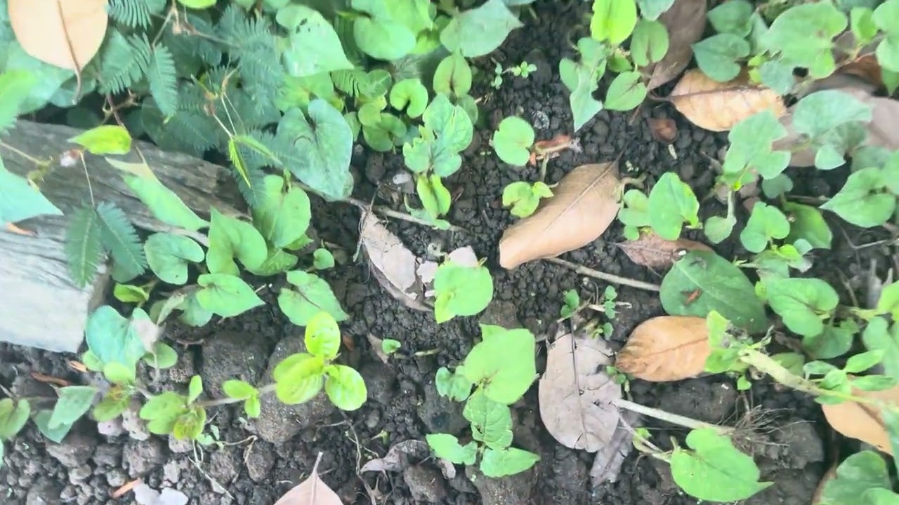 Vào vườn rau sau một thời bỏ bê. #HBotcuocsongnongthon