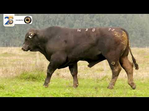 LOTE 71 R418 BRANGUS Santa Tereza, 01 de Outubro 2024 Prod: Agência El Campo