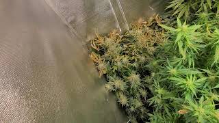 Aeriel bud shots big fat sticky nugs everywhere!