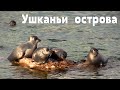 Планета Байкал: Ушканьи острова - в гостях у байкальских тюленей  |  Ushkany Islands, Lake Baikal