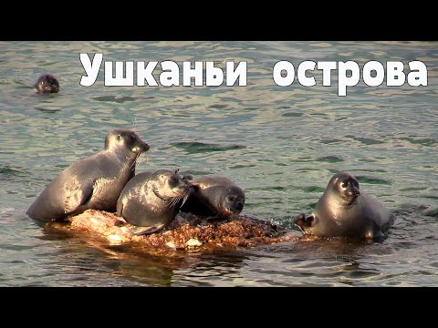 Планета Байкал: Ушканьи острова - в гостях у байкальских тюленей | Ushkany Islands, Lake Baikal