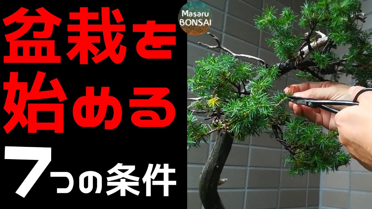 盆栽入門 盆栽を始めてみませんか こんな人に向いています Youtube