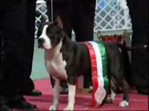 don king of rings amstaff