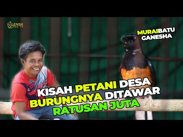 KISAH PETANI DESA PUNYA MURAI BATU DITAWAR RATUSAN JUTA class=