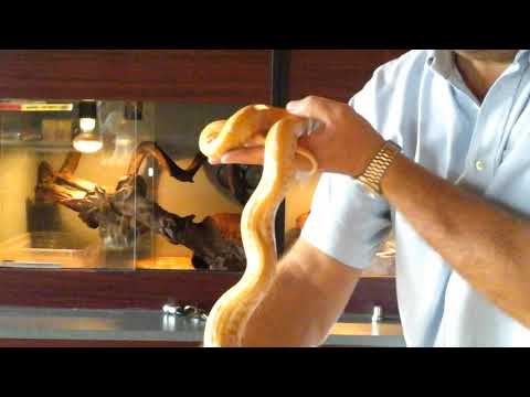 Python Molure b. Albino et albino labirynth