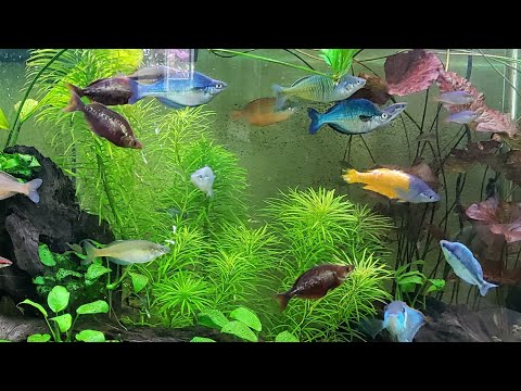 The Rare & Beautiful Rainbow Fish Of Bentley Pascoe's Aquarium Display Gallery Tanks Incredible Love