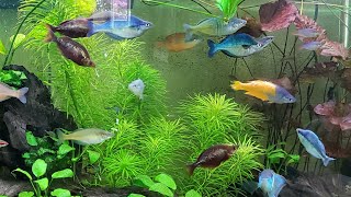 The Rare & Beautiful Rainbow Fish of Bentley Pascoe's Aquarium Display Gallery Tanks Incredible Love