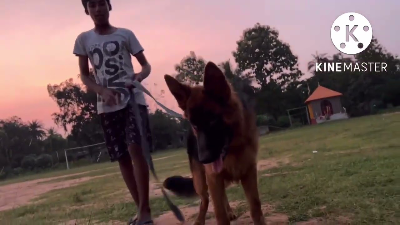 german shepherd long coat | germanshepherd dog | Dog Cute Funny Video |Leo ...