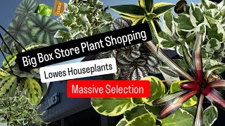 Big Box Store Plant Shopping Lowes New Houseplants Costa Farms Urban Jungle and Live Trends Plants
