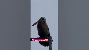 Кто ЭТО?😳🤔 Животные Шри Ланки, кого можно встретить на острове? #животныенашриланке #шриланка2023