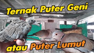Ternak Puter Geni atau Puter Lumut Agar Bisa Produk Lancar