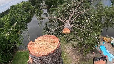 Massive Pine Tree Removal | Climbing, Rigging, and Big Drops!
