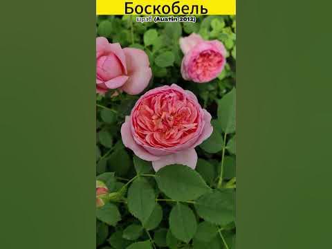 Роза Боскобель в продаже! 30.06.03 - YouTube