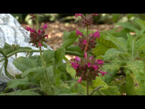 Video: Hummingbird Sage-feiten - Meer informatie over het gebruik van Hummingbird Sage in tuinen