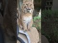 Just a Big Cat ！😂#animal#animallovers#animalantics#foryoupage#panther