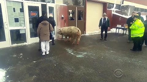 A pig at the polling station
