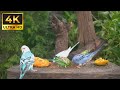 Cat tv for cats to watch  those pretty birds and their friends  cat tv  dog tv bird tv 4k