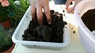 【在家種菜】咖啡渣不要丟 有太多種用途 可做有機堆肥How to Make Compost the Easy Way(阿美美)