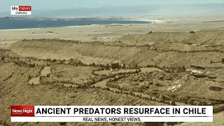 Ancient predators resurface in Chile's Atacama Desert