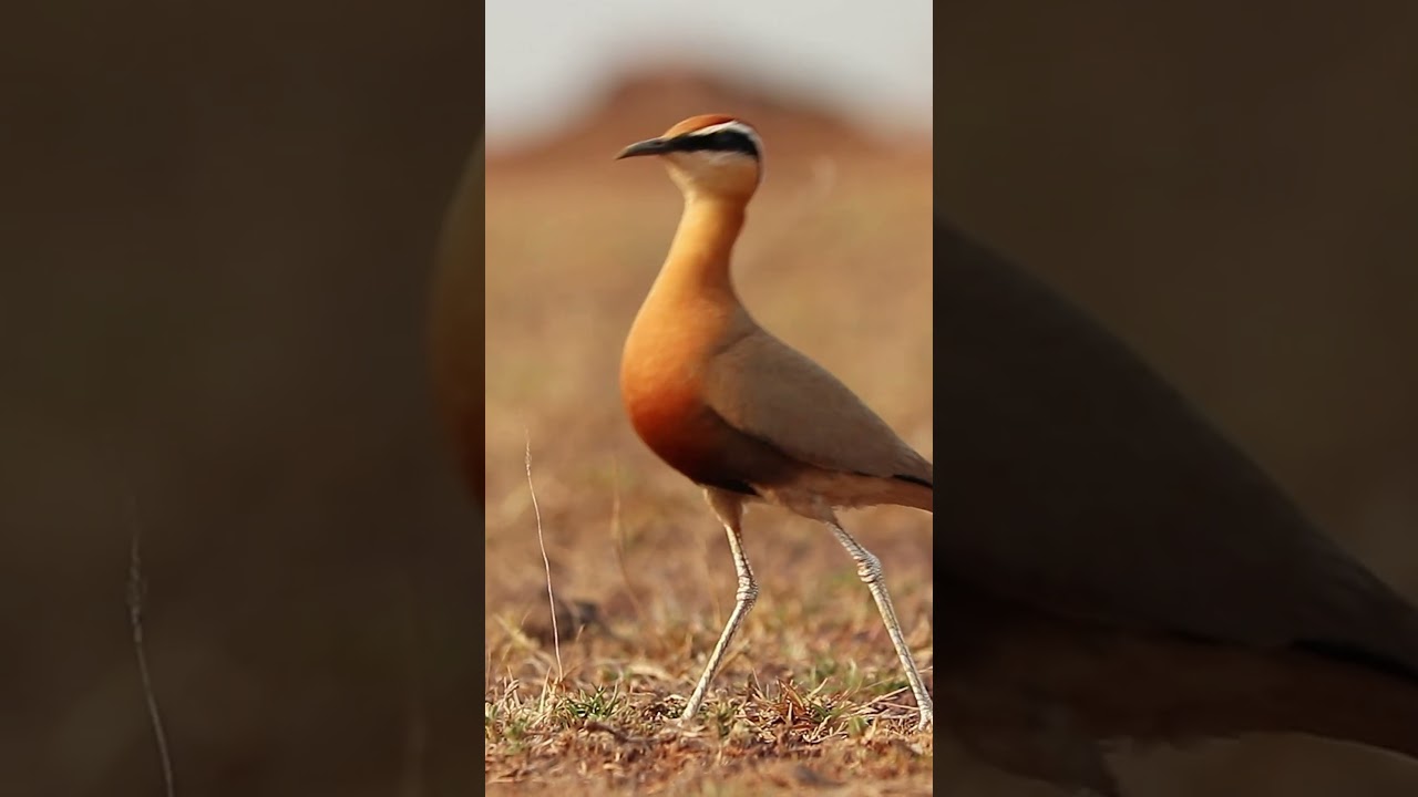 Indian version of roadrunner, Indian Courser running around its habitat 