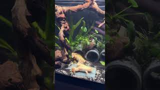 African clawed frog tank! #fishkeepinghobby #fishhobby #aquarium #frogs #frogtank #fishtok