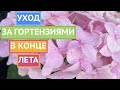 ПРОДЛЕВАЕМ ЦВЕТЕНИЕ ГОРТЕНЗИЙ! ЧЕМ КОРМИТЬ, КАК УХАЖИВАТЬ И КОГДА ОБРЕЗАТЬ