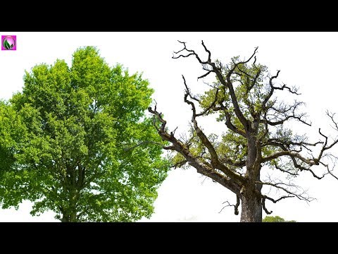 Cut Out Tree In Photoshop - Photoshop Tutorial Cut Out Tree In Photoshop - Photoshop Tutorial