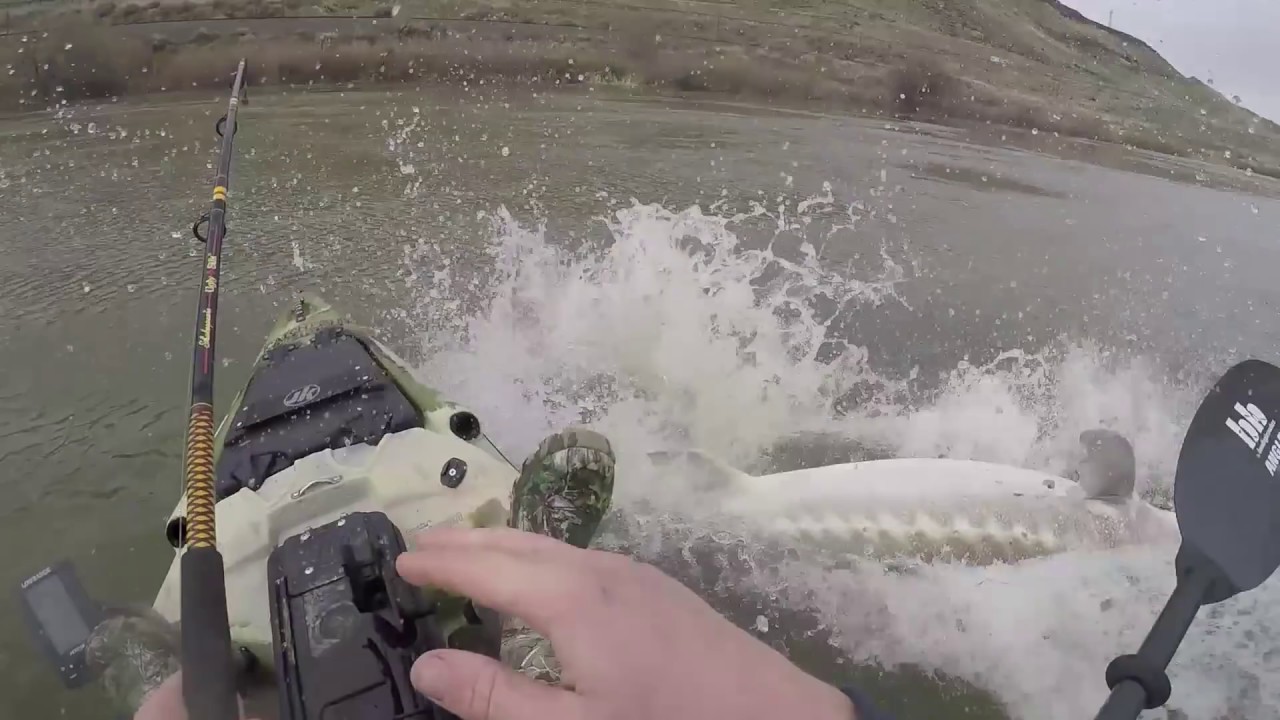 Idaho angler catches massive 8-foot sturgeon from his kayak