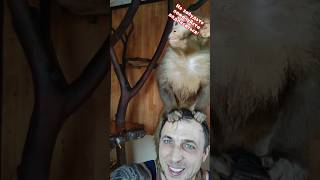 Download Lagu Постелил соломы обезьянкам 🙊🍋‍🟩❤️☝️ #резус #макака #monkey #обезьянки 🙏❤️‍🔥💜 MP3