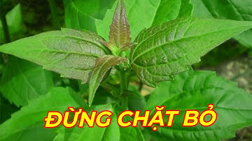 TIÊU CHẢY, ĐAU DẠ DÀY, ĐAU NHỨC XƯƠNG KHỚP, CẦM MÁU, ĐỈA CẮN... HÃY TÌM CÂY NÀY.