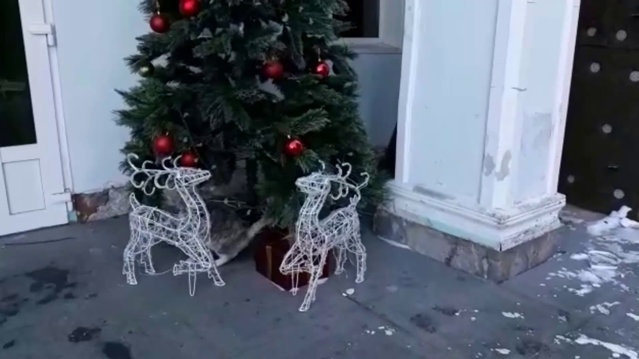 Рождественский снег на территории Амурского залива - YouTube