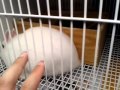 Como cuidar de mini coelho