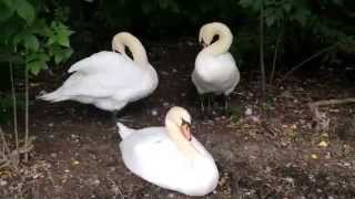 Pond of Gorky Park. Swans