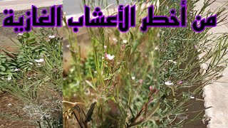 نبتة مفيدة جدا لكنها غازية وتشكل خطراً على نبات المحلي / نبات سنفية/ Epilobium ciliatum