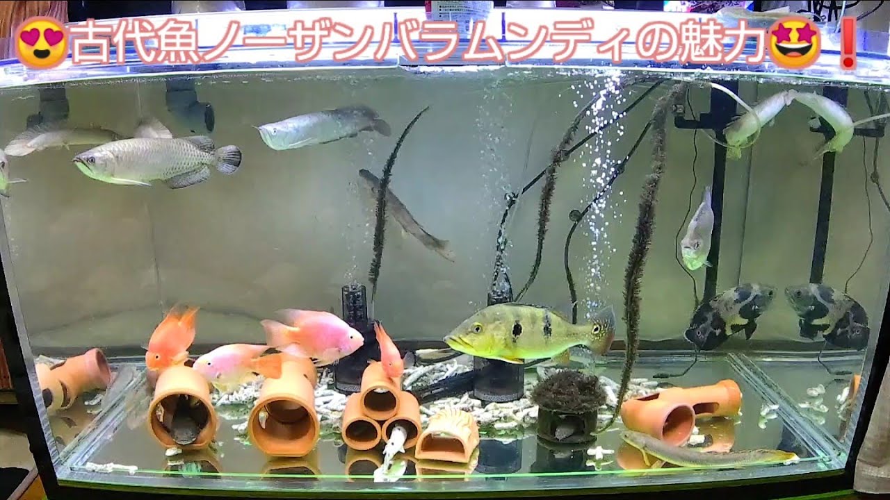 ノーザンバラムンディと水槽一式 Amazon | （熱帯魚）ノーザン・バラムンディ 12～15cm（1匹） 北海道