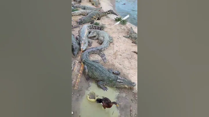 #crocodile #alligator #florida #everglades #miami #usa #travel #wildlife #nature #crocodiles thumbnail