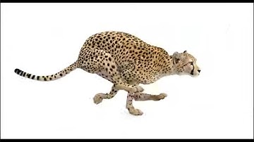 Animated Cheetah 3D Model for Download | PROmax3D