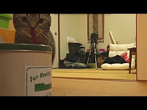 munchkin cat breeders near me ねこのおもちゃ投げれ!遊び~犬は持って来いですが…~Persistent Cat,Playing Fetch