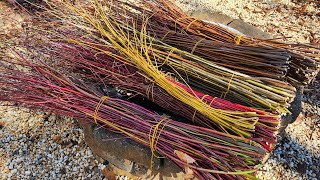 Foraging Willow for Baskets #artist #bushcraft #foraging #basketmaker