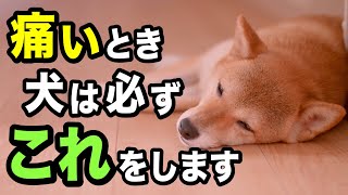 犬が痛いときに必ず見せるサイン10選を獣医師が解説します