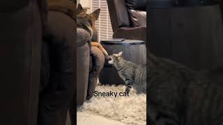 Cat Tries To Annoy German Shepherd By Biting Their Toes -  1499236