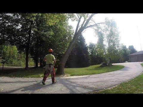 Stihl MS 241 C-M Chainsaw -Taking Down The Elm Tree - 20170916