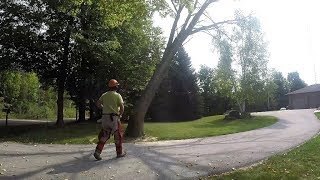 Stihl MS 241 C-M Chainsaw -Taking Down The Elm Tree - 20170916
